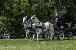 dressuur en vaardigheid  nienoord 10-8-2015  joshua keller-0280     